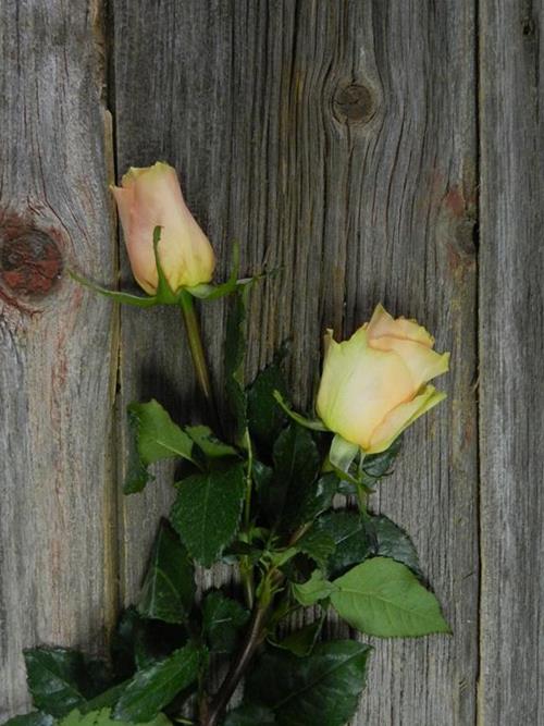 CUENCA  ORANGE ROSES